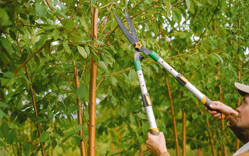 Tree trimming in Broadbent, OR