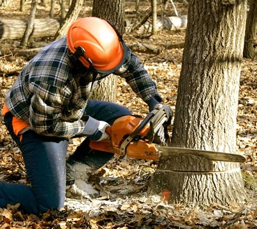 Tree Removal in Broadbent, OR